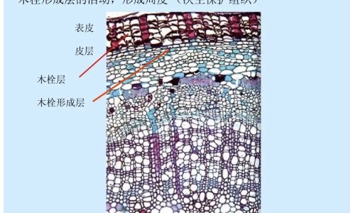 中药藤红的功效与作用网—知名的中药材红藤的性味归经与功效网站,分享中药红藤起什么作用知识